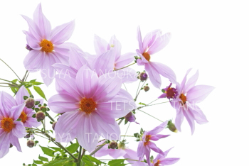 コウテイダリア