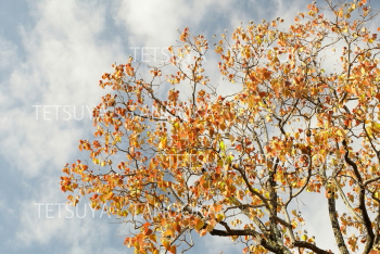 ナンキンハゼの紅葉