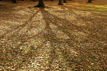 ケヤキの影と落葉