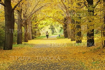 黄葉したイチョウ並木（サイクリングロード）