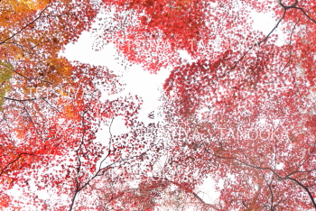 カエデの紅葉