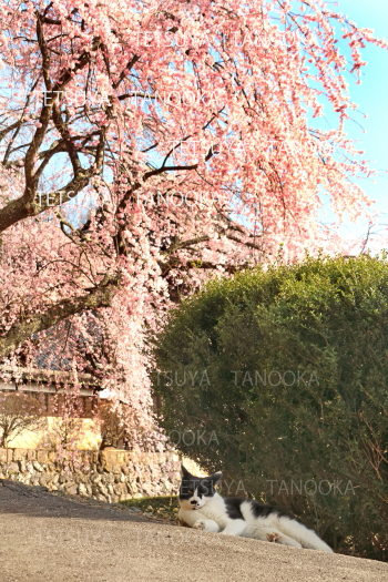 蔵澤寺　日陰でくつろぐ猫　としだれ桜