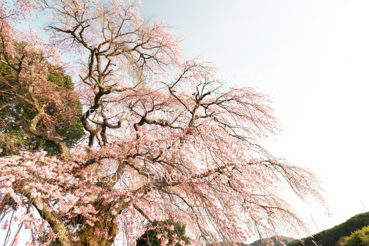 一本柿のしだれ桜　駒ケ根市