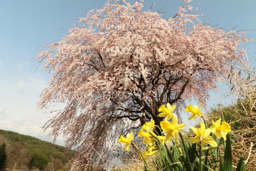 奥手のしだれ桜とスイセン　駒ケ根市