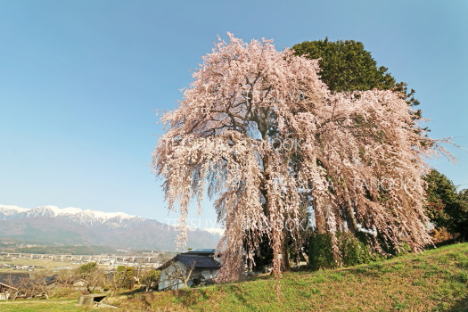 吉瀬のしだれ桜　駒ケ根市　残雪の南アルプス