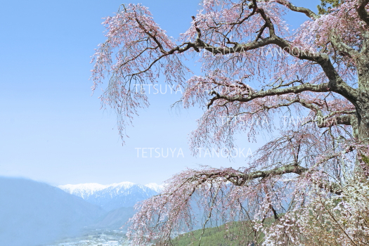 栖林寺のしだれ桜　駒ケ根市　南アルプス