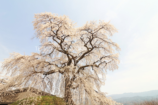 石塚桜　飯田市