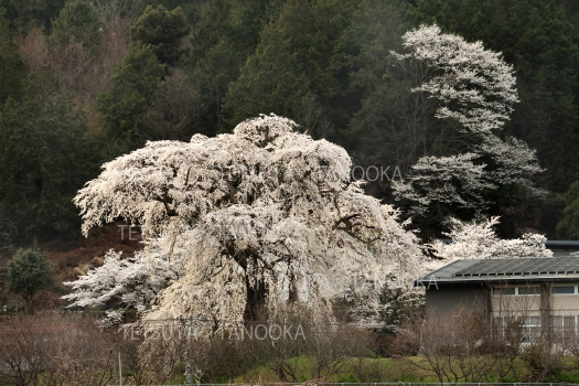 石塚桜　飯田市
