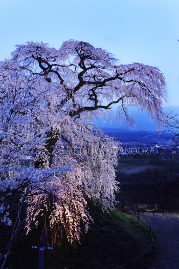 石塚桜　ライトアップ　飯田市