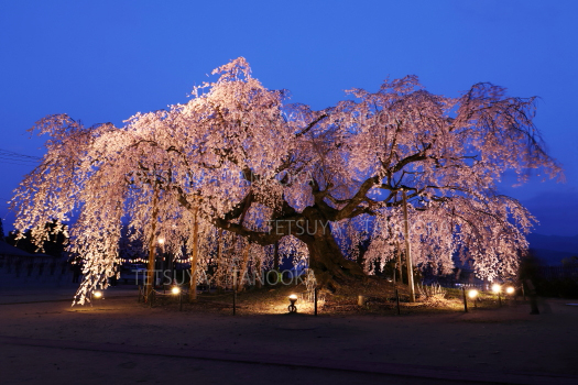 舞台桜ライトアップ　飯田市