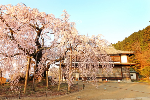 舞台桜　飯田市