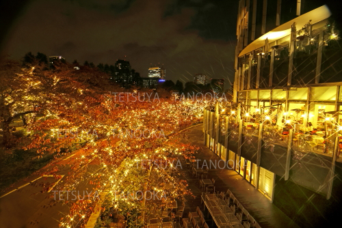 イルミネーション8