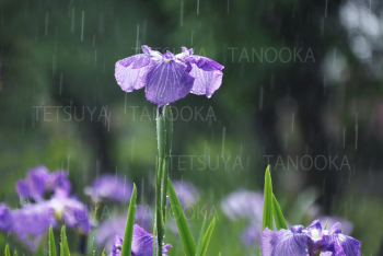 ハナショウブ降雨