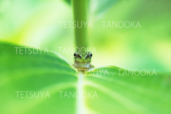 アマガエル