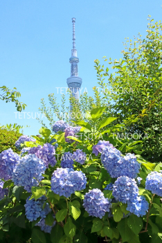 アジサイとスカイツリー　隅田公園