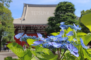 アジサイ浅草寺