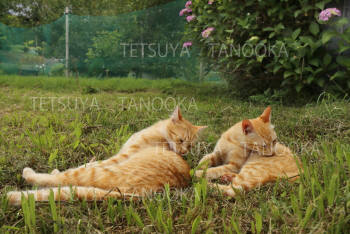猫　グルーミング