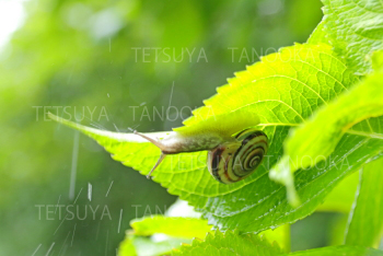 雨の日のカタツムリ