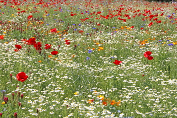 ポピーとカモミール