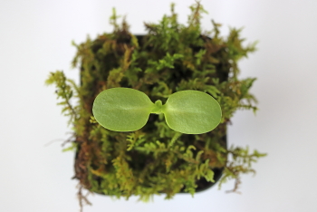 ヒマワリの双葉１