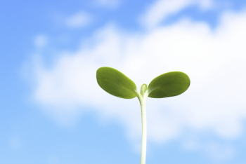 ヒマワリの双葉２