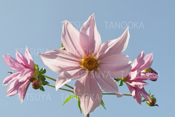 コウテイダリア