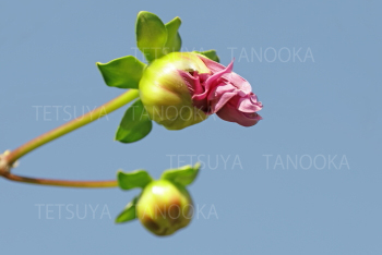 コウテイダリア蕾