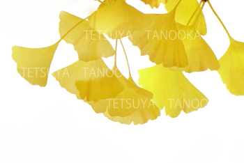 イチョウの葉