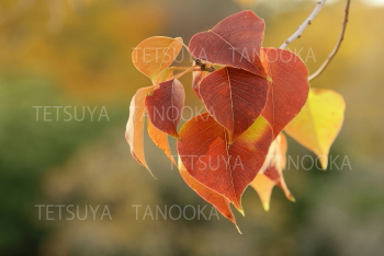 ナンキンハゼ２