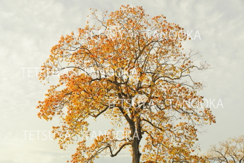 ナンキンハゼ１