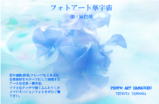 アジサイ